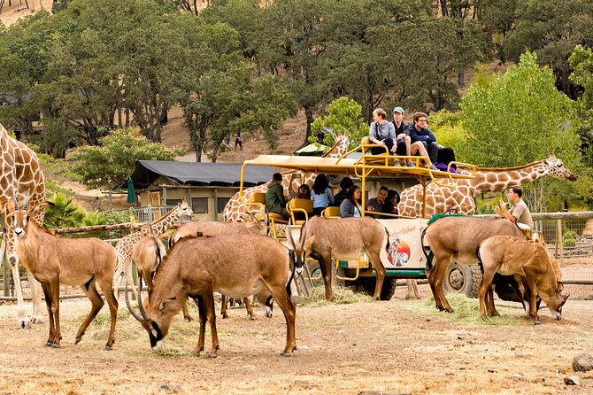Classic Safari Adventure at Safari West - Practical Details: Meeting Point, Booking, and Accessibility