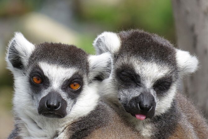 Classic Safari Adventure at Safari West - What Makes the Safari West Experience Special