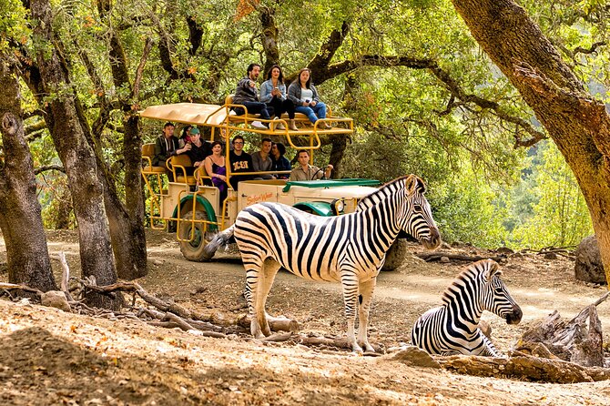 Classic Safari Adventure at Safari West - Supporting Conservation and Education at Safari West