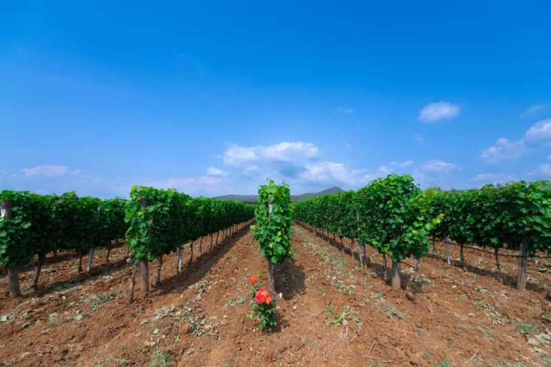 Classic Tour & Monovarietal Wines Tasting - Meeting Point and Accessibility