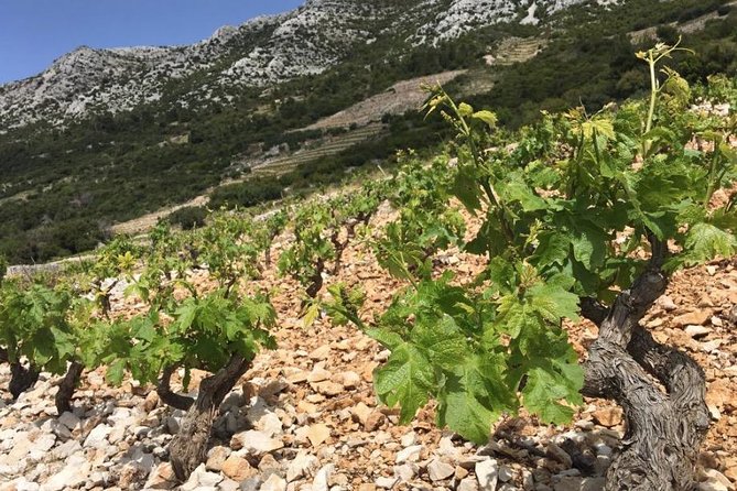 Classic Tour with Wine Tastings from Dubrovnik - Key Points