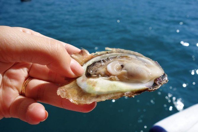 Classic Tour with Wine Tastings from Dubrovnik - Discovering the Town of Ston and Its Historic Walls