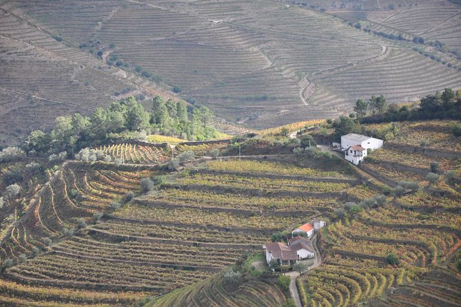 Classic Wine Tasting with GUIDED TOUR - The Guided Tour: Experts with Personality