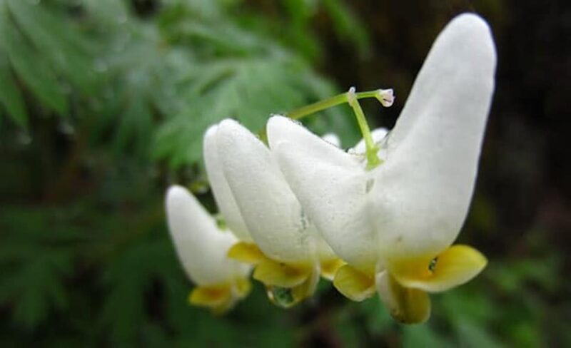 Clayton: Chattooga River Rafting on Class III Rapids - What Makes This Trip Stand Out