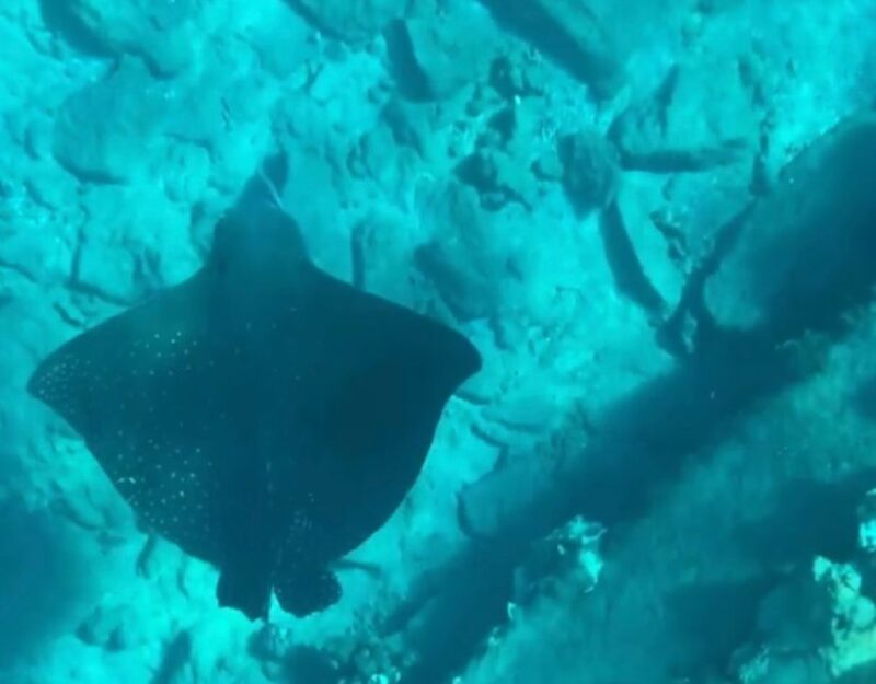 Clear Bottom Glassy Kayak Rental | Safe and Stable Kayaks - Final Thought: A Relaxed Marine Viewing Option in Maui