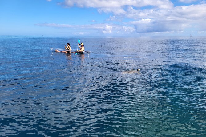 Clear Bottom Kayak - Guaranteed to see Turtles! - The Role of the Guides: Knowledgeable and Friendly