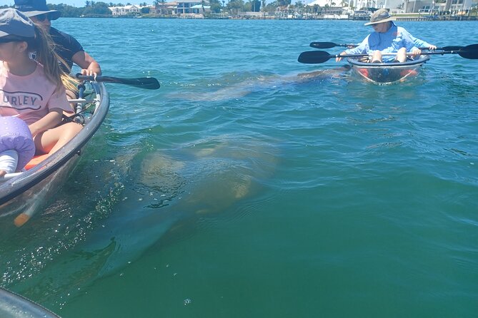 Clear Kayak Glass Bottom Day Tour - Anna Maria Island - Wildlife Encounters and Marine Viewing Opportunities
