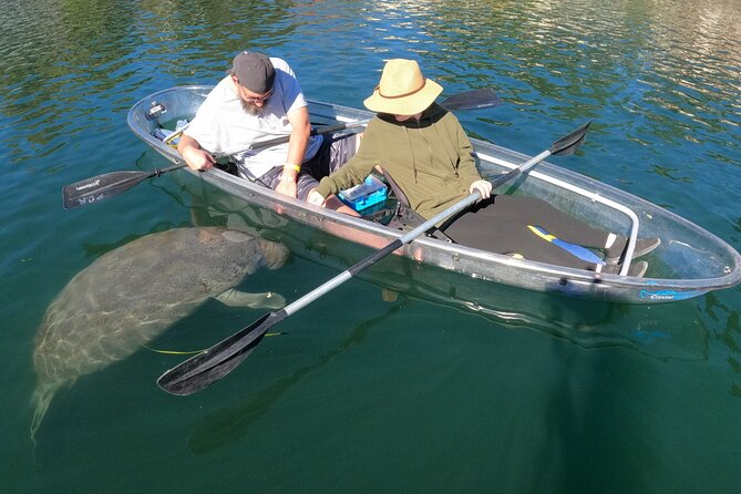 Clear Kayak Manatee Ecotour of Crystal River - The Benefits of All-Clear Kayaks for Wildlife Viewing