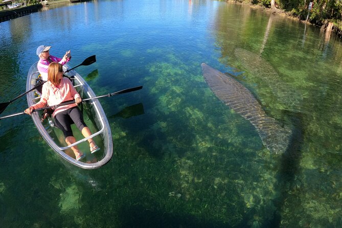 Clear Kayak Manatee Ecotour of Crystal River - The Role of Local Guides and Their Expertise