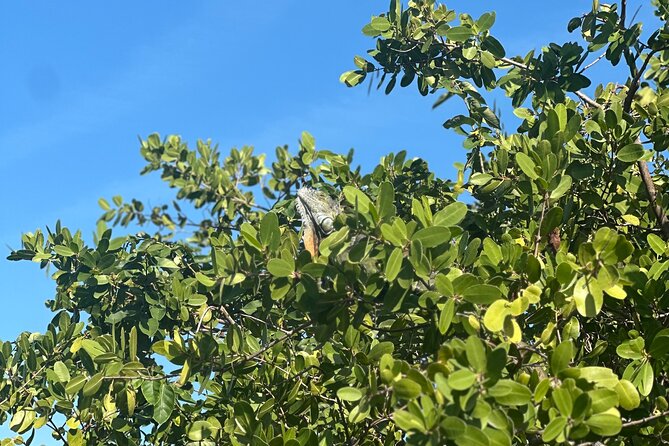 Clear Kayak Peanut Island Guided Tour Palm Beach Singer Island - What Reviews Highlight About the Tour