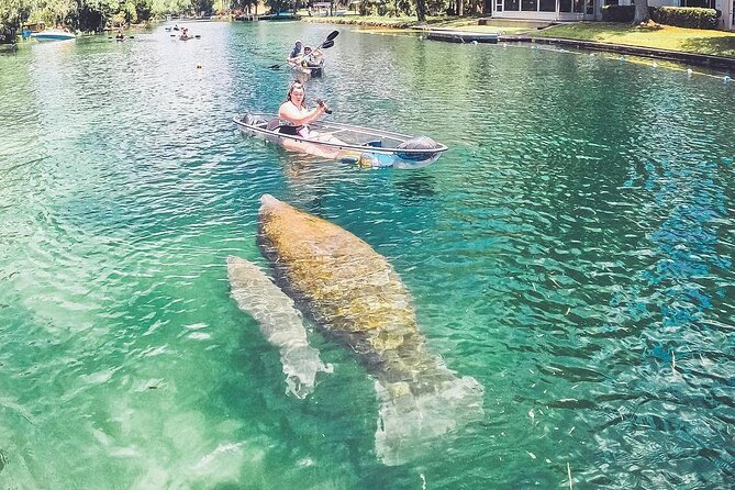 Clear Kayak Three Sisters Springs & Manatee Tour Of Crystal River - The Experience of Kayaking in Crystal Clear Water