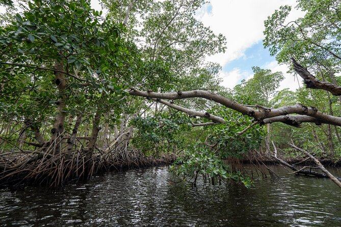 Clear Kayak Tour in North Miami Beach - Mangrove Tunnels - Who Will Enjoy This Tour?