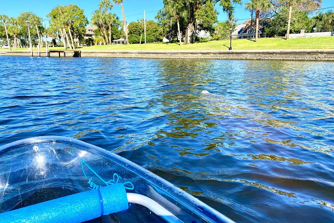 Clear Kayak Tour of Tarpon Springs | Manatee Season - Manatee Spotting in Spring Bayou and the "Golden Crescent"