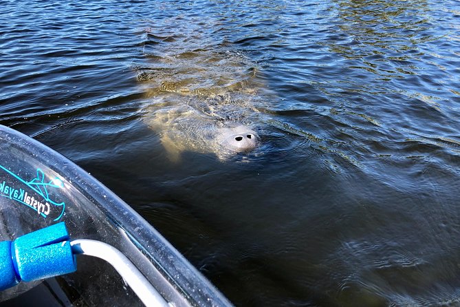 Clear Kayak Tour of Tarpon Springs | Manatee Season - Wildlife Sightings and Species You Might See