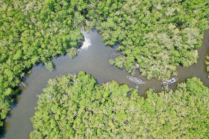 Clear Kayak Tour of Tarpon Springs Sponge Docks & Mangroves - The Strengths of Using Clear Kayaks in Tarpon Springs