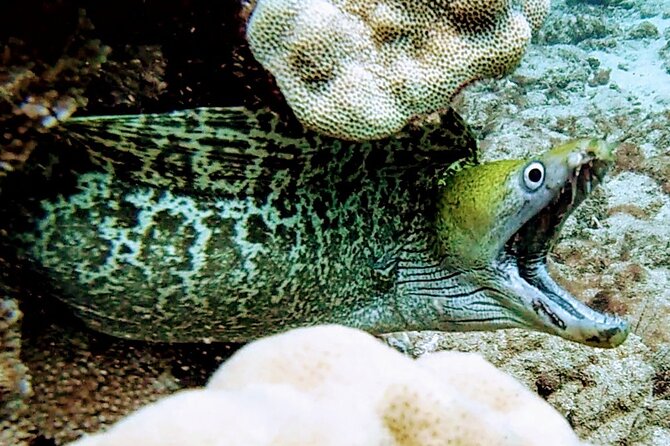 Clear Kayak Tour with Pontoons and Optional Snorkeling-Unlimited - Why This Tour Stands Out in Maui