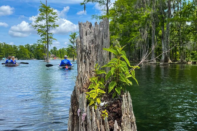 Clear Kayaking Eco Adventure Tour in Marianna - Stops at Florida Caverns State Park and Blue Springs Recreational Park