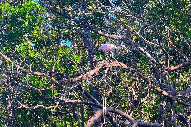 Clear/Standard Kayak Self Guided Island EcoTour Bonita Springs! - Key Points