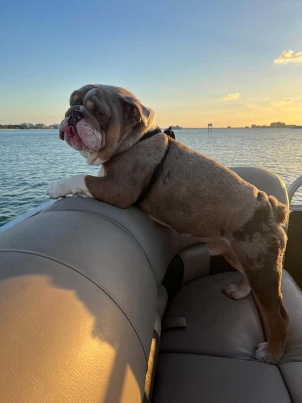 Clearwater: 4 Hour Private Pontoon Boat Rental with Captain - Who Will Enjoy This Clearwater Boat Tour?