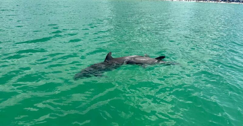 Clearwater Beach: Dolphin & Island Sandbar Cruise - Comfortable and Well-Equipped Boat for a Scenic Ride