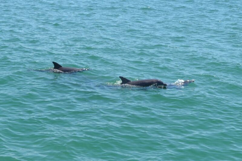 Clearwater: Cruise with Guaranteed Dolphin Sightings - What the 2-Hour Dolphin and Celebrity Tour Entails