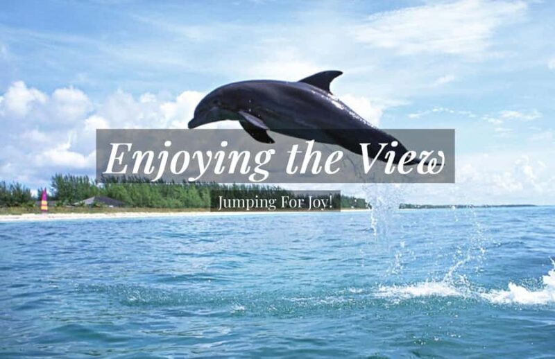 Clearwater: Dolphin Cruise with an Island Adventure - Clearwater: Dolphin Cruise with an Island Adventure — An Honest Look