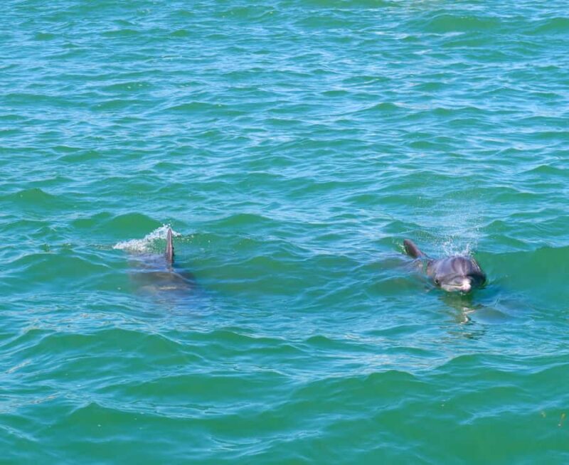 Clearwater: Dolphin Cruise with an Island Adventure - Key Points