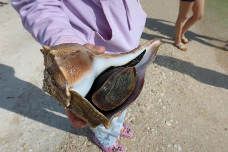 Clearwater: Dolphin Cruise with an Island Adventure - Exploring Compass Island: Swimming, Shells, and Treasure Hunts