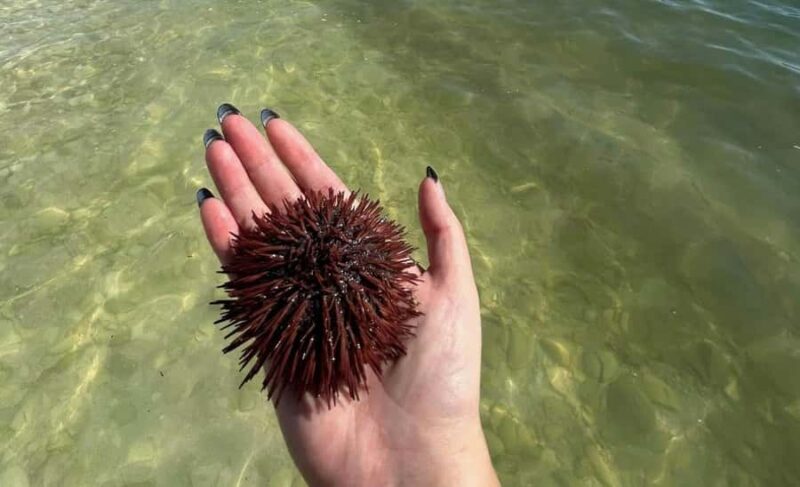 Clearwater: Dolphin Cruise with an Island Adventure - Final Thoughts: Who Will Love This Tour?