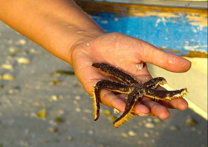 Clearwater: Dolphin Cruise with an Island Adventure - Frequently Asked Questions