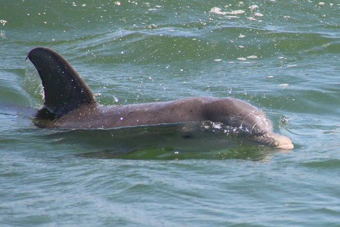 Clearwater Encounters with Dolphins Tour - Weather and Physical Considerations