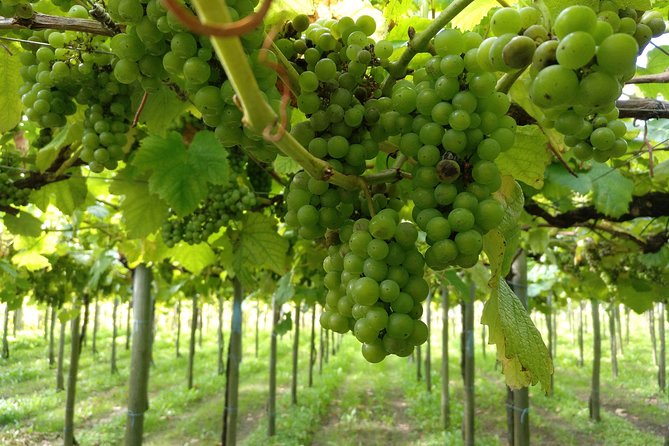 CLIFFS, GRILLED FISH and TXAKOLI WINE - Private Gastronomic Adventure - Experience Provider and Booking Details