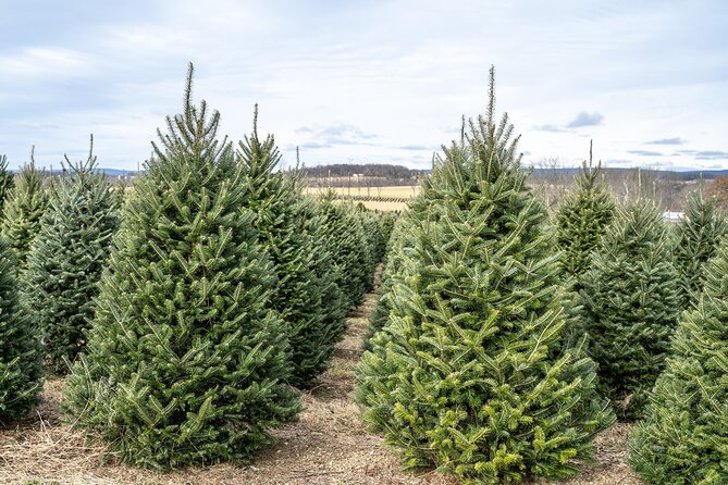 Clingmans Dome Self Guided Walking Audio Tour - Practical Tips for the Clingmans Dome Self-Guided Tour