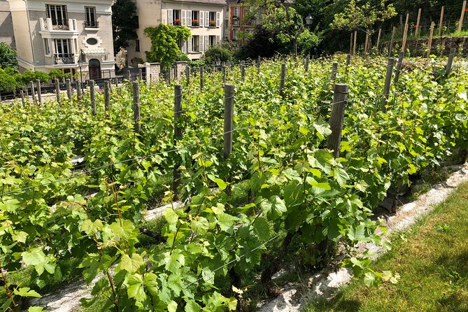 Clos Montmartre 'Paris in your Glass' Wine Tasting - The Vineyard Experience at Vigne du Clos Montmartre