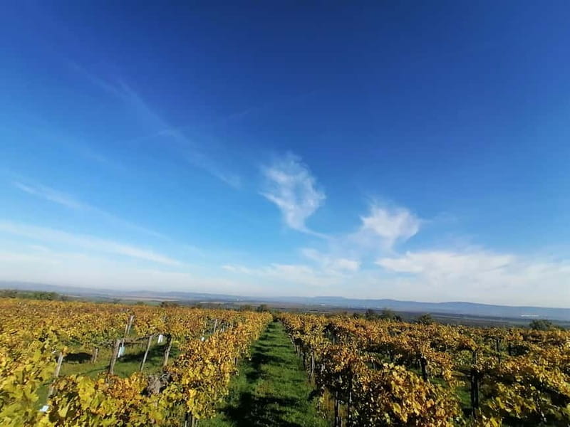 Close to Budapest:Wine Tasting in a Small Cozy Family Winery - An Authentic Wine Experience Close to Budapest