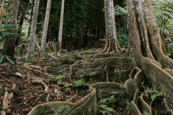 Cloud Forest Sanctuary Jungle Tour - What Makes This Tour Stand Out on the Big Island