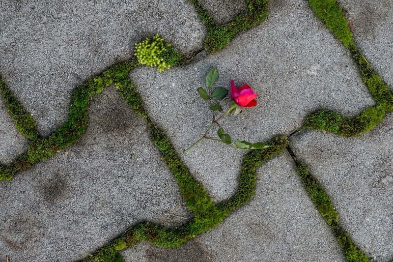 Cluj-Napoca Urban Photography for Beginners Workshop - Suitability for Different Skill Levels and Physical Requirements