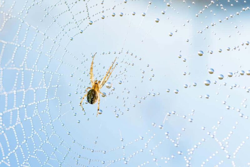 Cluj: Private Nature and Wildlife Photography Class - Key Points