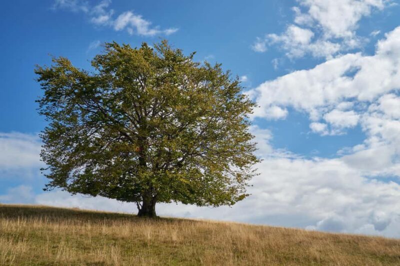 Cluj: Private Nature and Wildlife Photography Class - Scenic Lakes as the Perfect Outdoor Classroom