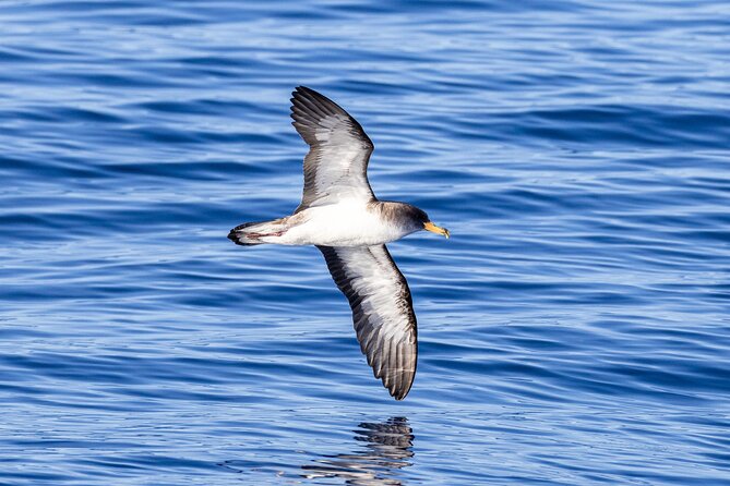 Coastal boat tour in Ribeira Grande and Porto Formoso - Explore the Cliffs and Sea Caves Near Port of Santa Iria