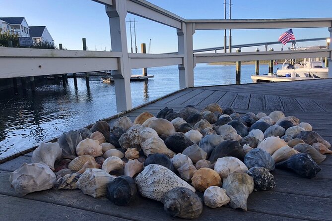 Coastal Excursion/Sunset Cruise/Sand Dollars/Sea Shells/Horses - Activities: Seashells, Sand Dollars, and Wildlife Encounters