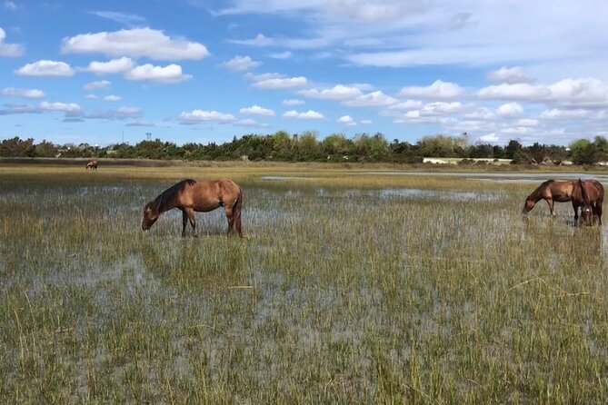 Coastal Excursion/Sunset Cruise/Sand Dollars/Sea Shells/Horses - Logistics and Accessibility