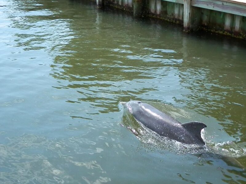 Cocoa Beach Dolphin and Wildlife Tour - Comfortable, Fully Covered Pontoon Boats for Safe Cruising