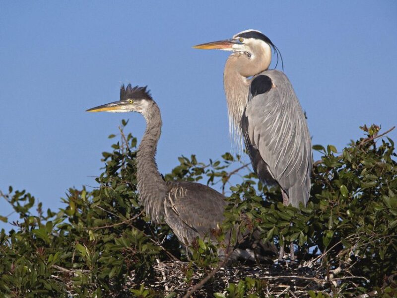 Cocoa Beach Dolphin and Wildlife Tour - Guided Commentary: Learning About the Ecosystem and History