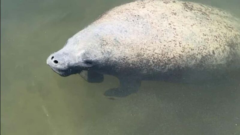Cocoa Beach: Dolphin & Manatee Pontoon Cruise - Exploring Floridas Natural Beauty on the Banana River