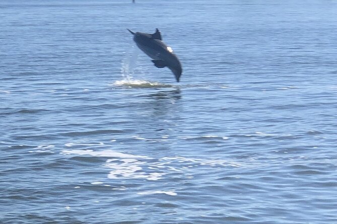 Cocoa Beach Dolphin Tours on the Banana River - Guides and Narration Quality