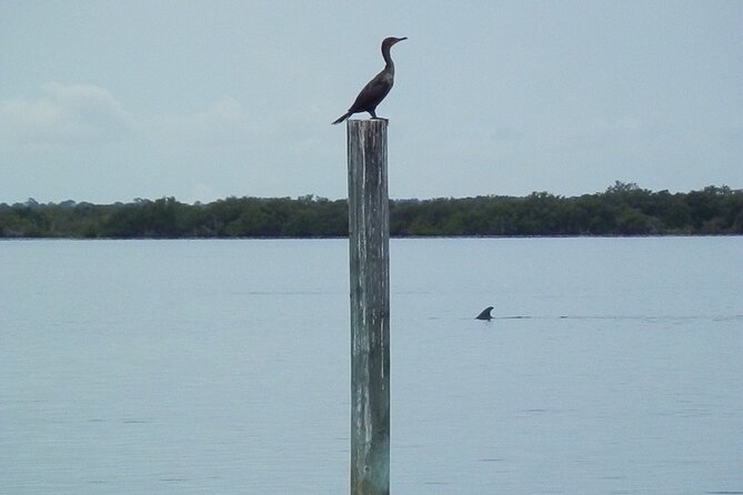Cocoa Beach Dolphin Tours on the Banana River - Timing and Pacing