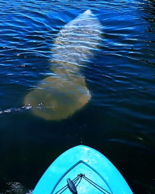 Cocoa Beach/Merritt Island: Guided Dolphin and Manatee Tour - Timing Recommendations for Cooler Conditions