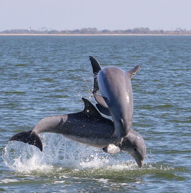 Cocoa Beach: Private 2-Hour Dolphin Sightseeing Tour - Who Will Love This Tour