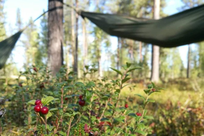 Cocooning in the HaliPuu forest: The ultimate Arctic hammock relaxation - The Hammock Cocoon: A Haven for Arctic Relaxation